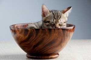 A stock photo of a kitten sound asleep in a wooden bowl.
